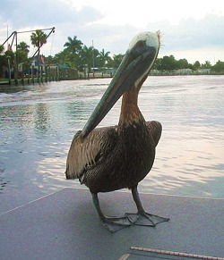FLORIDA Pelikan FLORIDA Pelikan